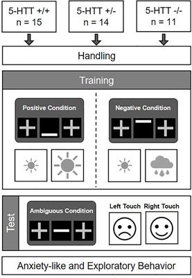 Differential Effects of Serotonin Transporter Genotype on Anxiety-Like Behavior and Cognitive Judgment Bias in Mice